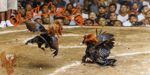 Khái quát vài nét về đá gà cựa dao tại nhà cái I9BET