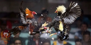 Khám phá những thông tin về đá gà cựa sắt I9BET