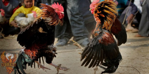 Trực tiếp đá gà C1 phát triển mạnh mẽ hiện nay