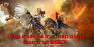 Trực tiếp đá gà thomo uy tín nhất hiện nay - I9BET
